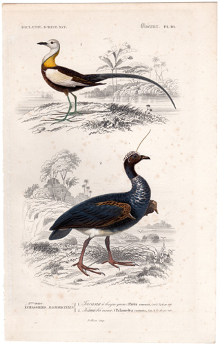 Pheasant-tailed Jacana Horned Screamer